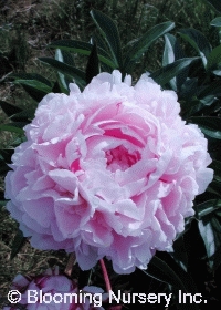 Paeonia lactiflora hybrids 'Double Blush'                            